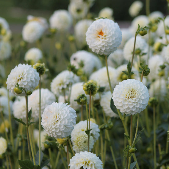 Dahlia Petra's Wedding Jack the Grower