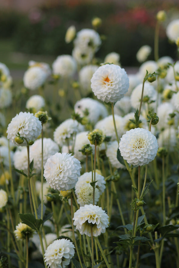 Dahlia Petra's Wedding Jack the Grower