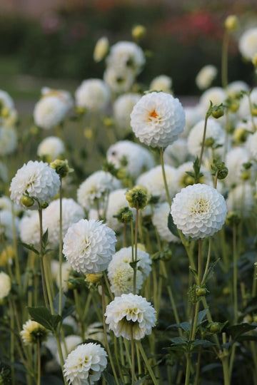Dahlia Petra's Wedding Jack the Grower