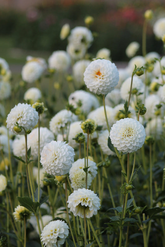 Dahlia Petra's Wedding Jack the Grower