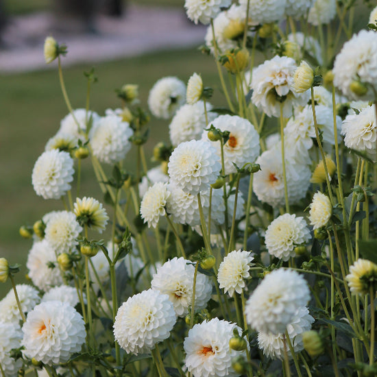 Dahlia Petra's Wedding Jack the Grower