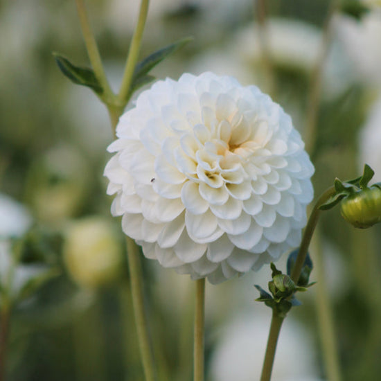 Dahlia Petra's Wedding Jack the Grower