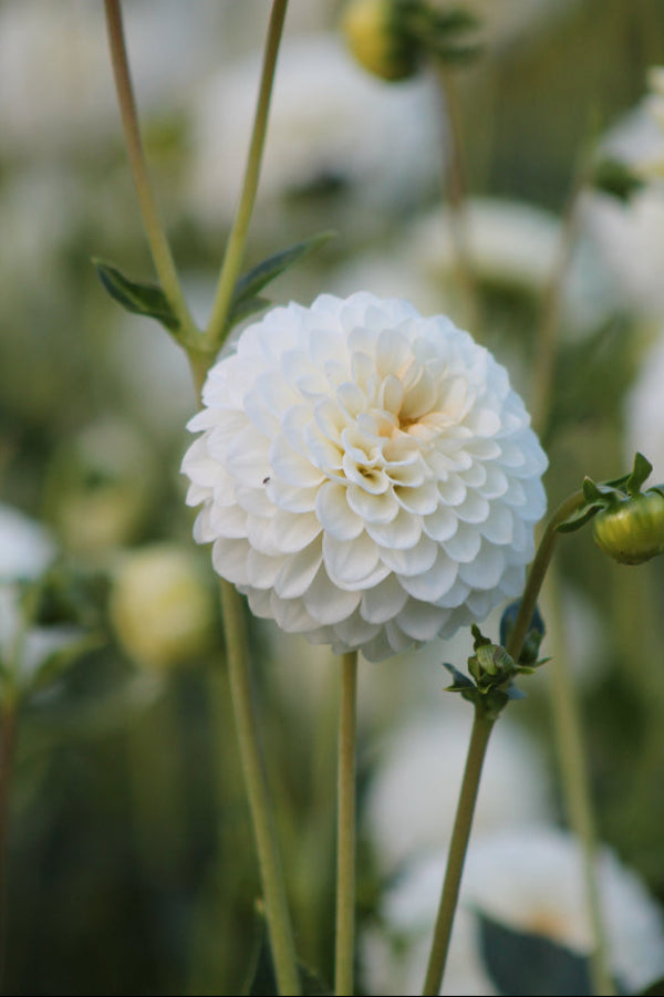 Dahlia Petra's Wedding Jack the Grower