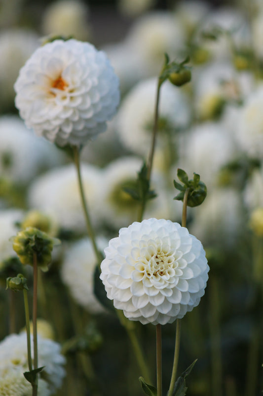 Dahlia Petra's Wedding Jack the Grower