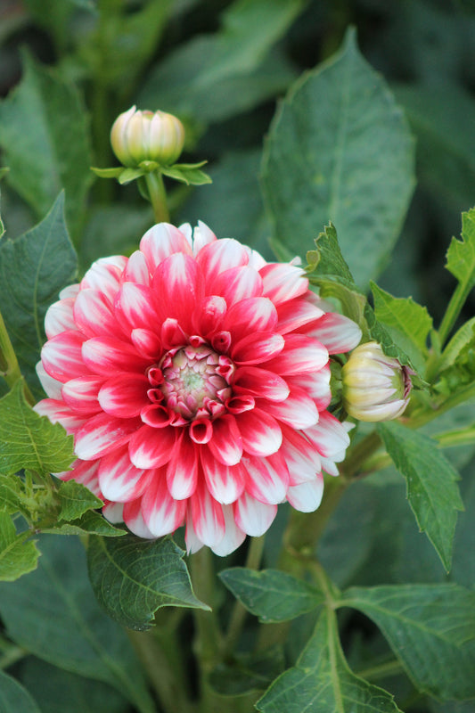 Dahlia Musette Jack the Grower