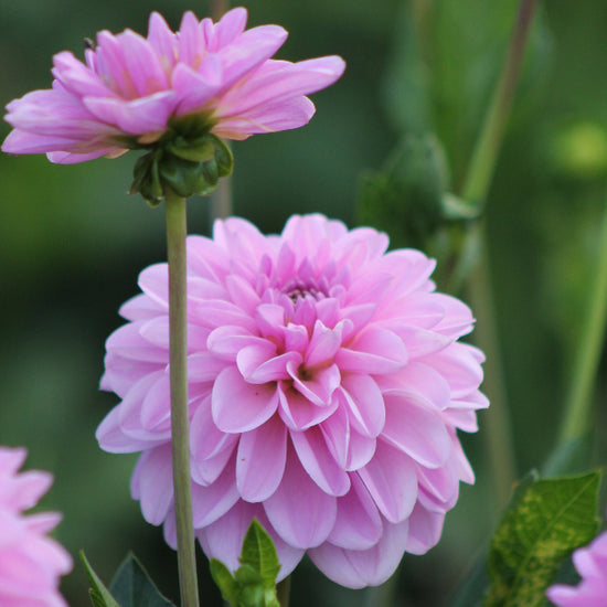 Dahlia Pink Pop Jack the Grower