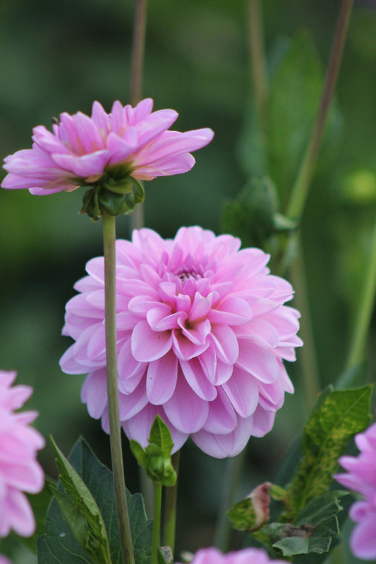 Dahlia Pink Pop Jack the Grower