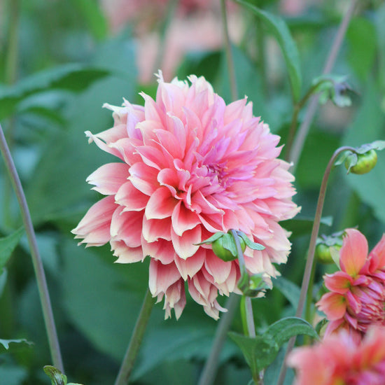 Dahlia Orange Fubuki Jack the Grower