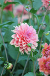 Dahlia Orange Fubuki Jack the Grower