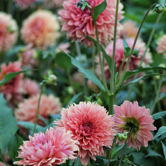 Dahlia Orange Fubuki Jack the Grower
