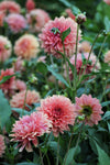 Dahlia Orange Fubuki Jack the Grower