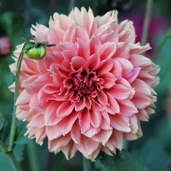 Dahlia Orange Fubuki Jack the Grower