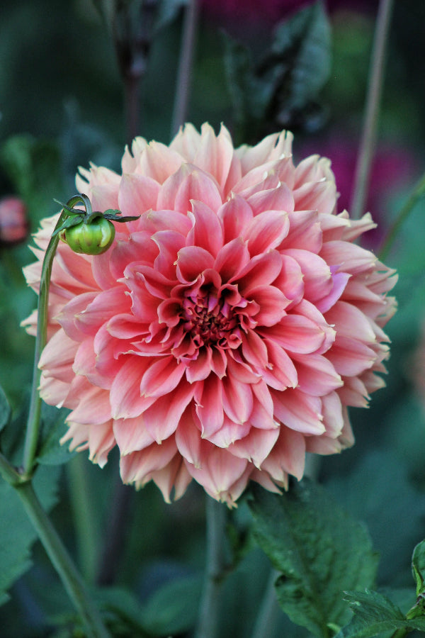 Dahlia Orange Fubuki Jack the Grower