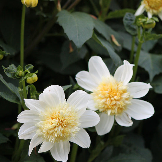 Dahlia Platinum Blonde Jack the Grower
