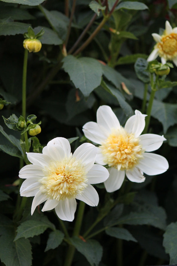 Dahlia Platinum Blonde Jack the Grower