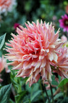 Dahlia Omega Jack the Grower