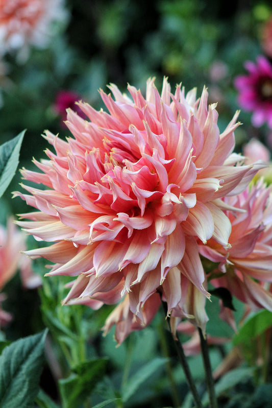 Dahlia Omega Jack the Grower