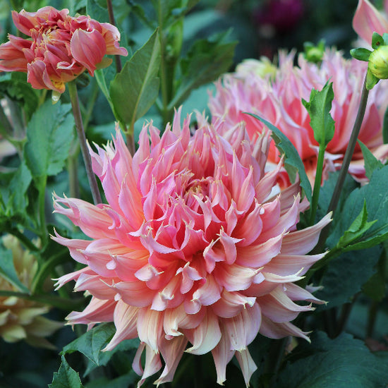 Dahlia Omega Jack the Grower