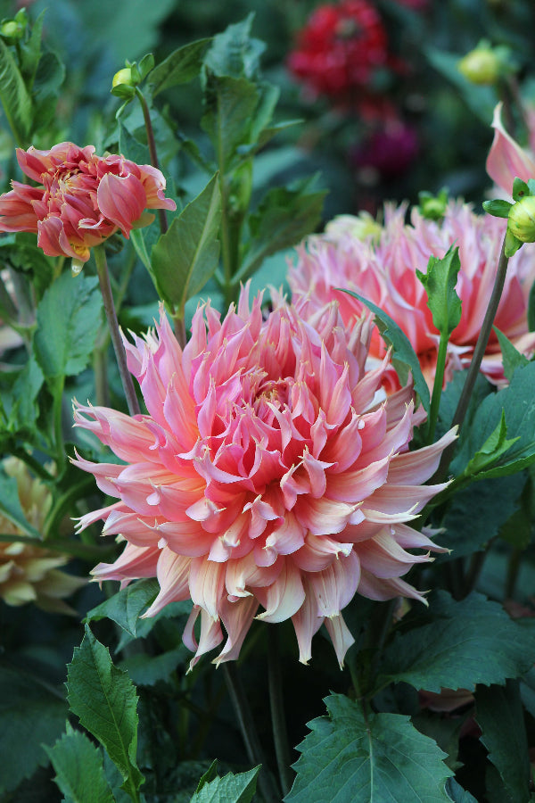 Dahlia Omega Jack the Grower