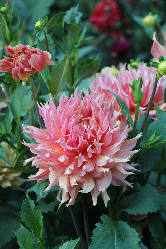 Dahlia Omega Jack the Grower
