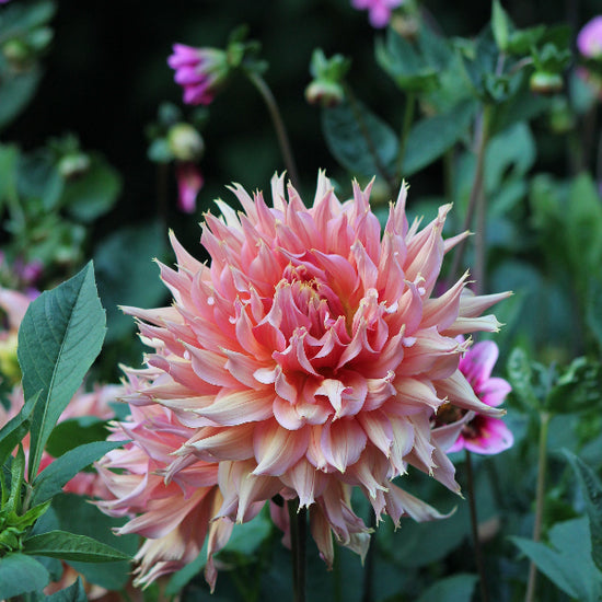 Dahlia Omega Jack the Grower