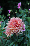 Dahlia Omega Jack the Grower