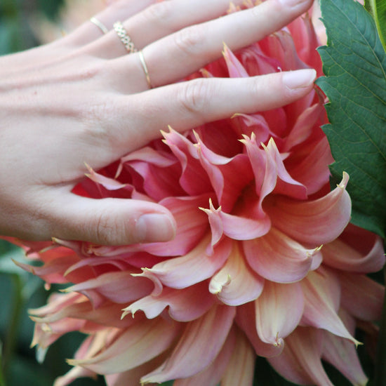 Dahlia Omega Jack the Grower