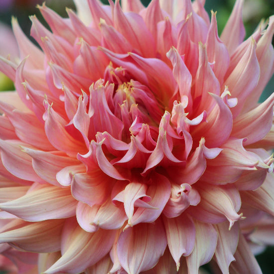 Dahlia Omega Jack the Grower