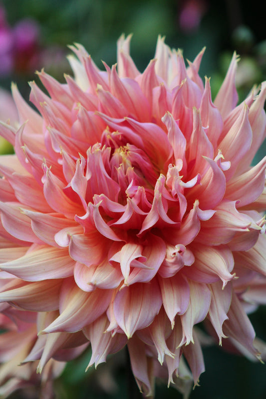 Dahlia Omega Jack the Grower