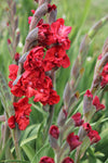 Gladiolus Velvet Raspberry Jack the Grower