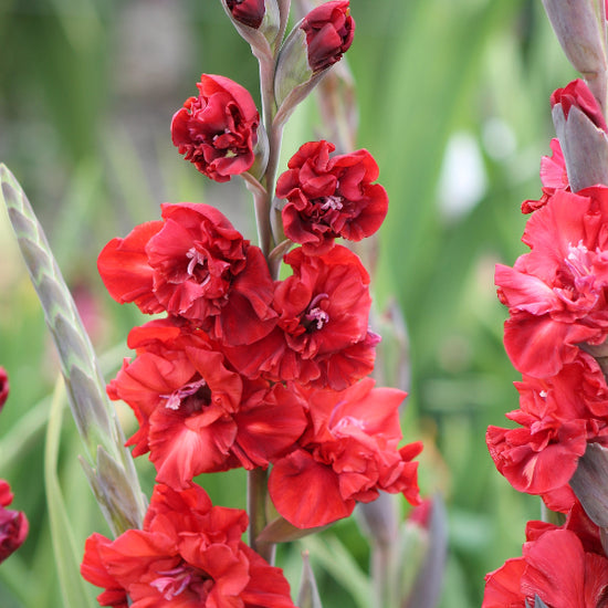Gladiolus Velvet Raspberry Jack the Grower