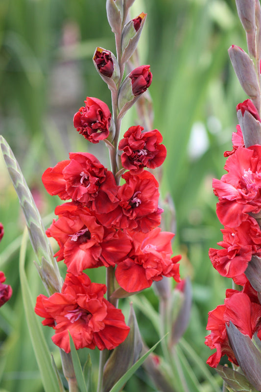Gladiolus Velvet Raspberry Jack the Grower