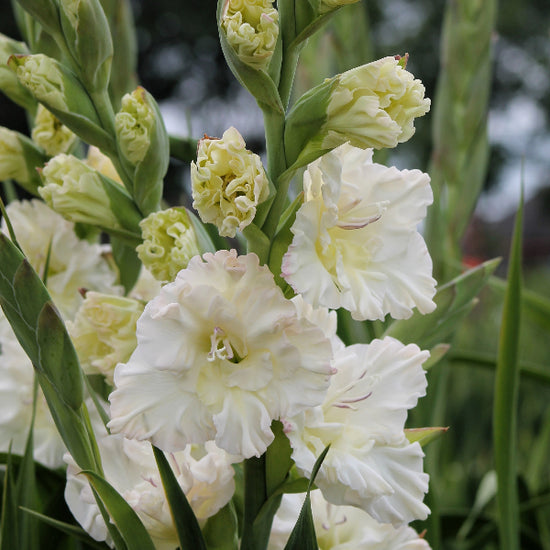 Gladiolus Ivory Perfection Jack the Grower