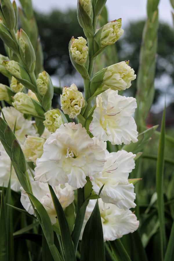 Gladiolus Ivory Perfection Jack the Grower