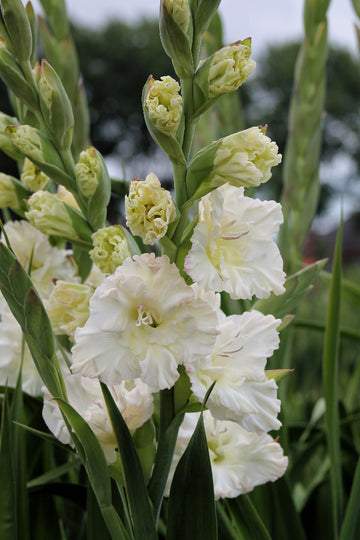 Gladiolus Ivory Perfection Jack the Grower