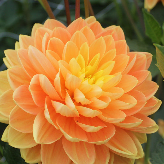 Dahlia Aladdin's Lamp Jack the Grower