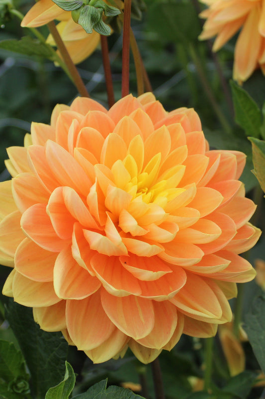 Dahlia Aladdin's Lamp Jack the Grower