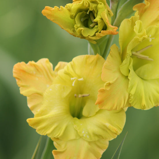 Gladiolus Blitz Fusion Jack the Grower