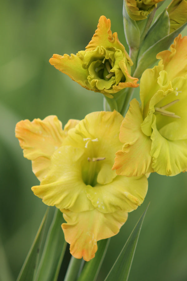 Gladiolus Blitz Fusion Jack the Grower