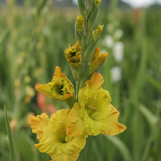 Gladiolus Blitz Fusion Jack the Grower