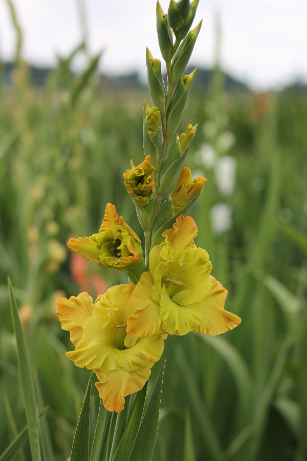 Gladiolus Blitz Fusion Jack the Grower