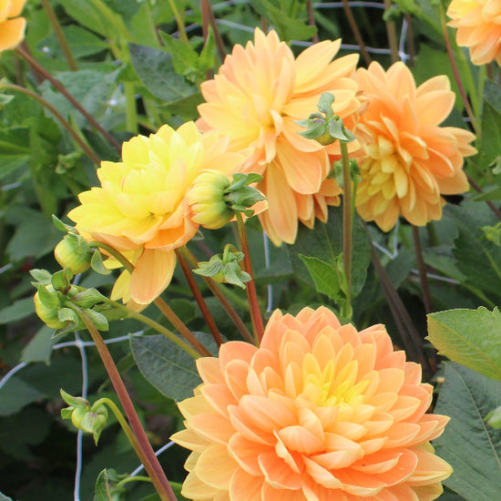 Dahlia Aladdin's Lamp Jack the Grower
