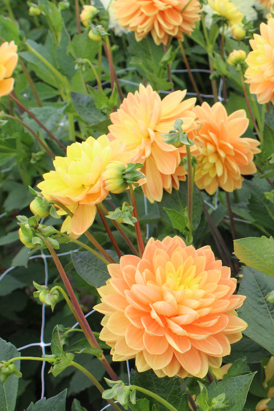 Dahlia Aladdin's Lamp Jack the Grower