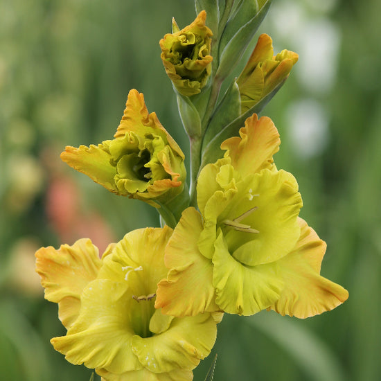 Gladiolus Blitz Fusion Jack the Grower