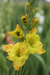 Gladiolus Blitz Fusion Jack the Grower