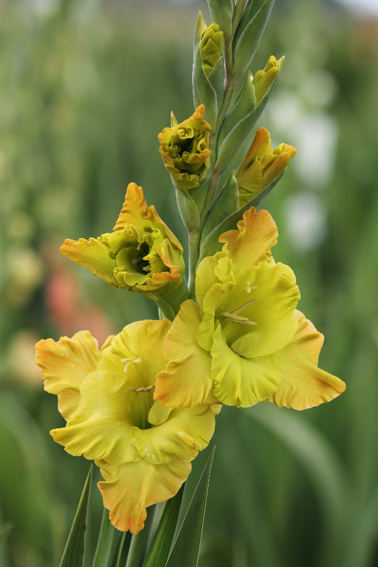 Gladiolus Blitz Fusion Jack the Grower