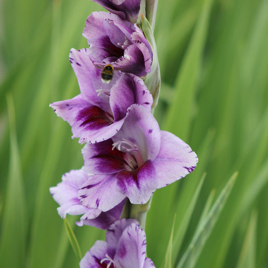 Gladiolus Passos® Jack the Grower