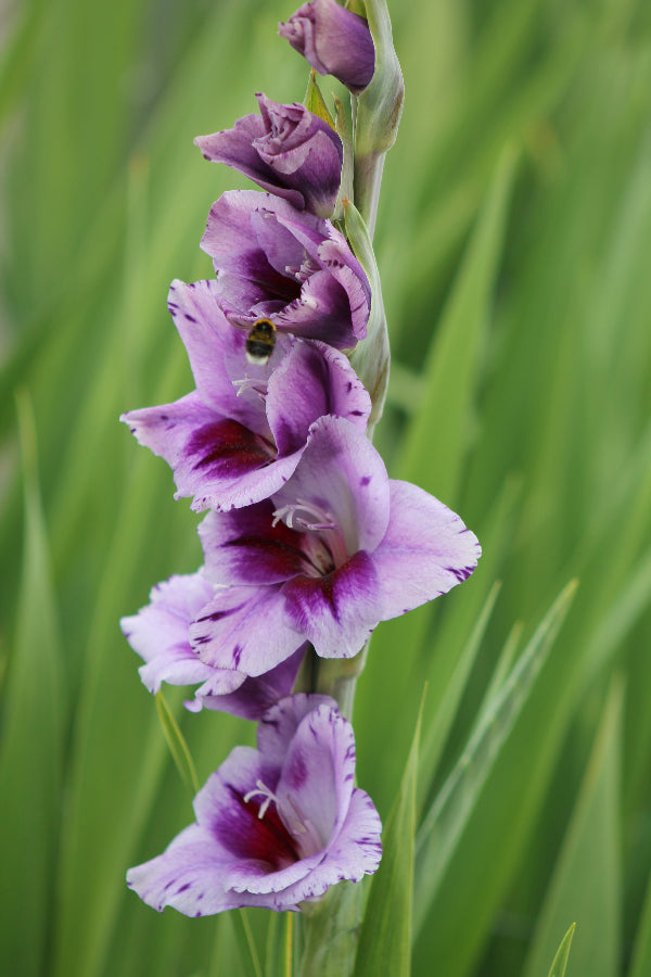Gladiolus Passos® Jack the Grower
