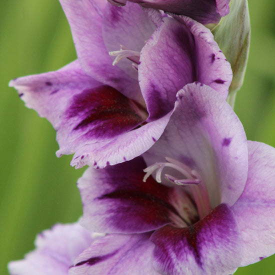 Gladiolus Passos® Jack the Grower