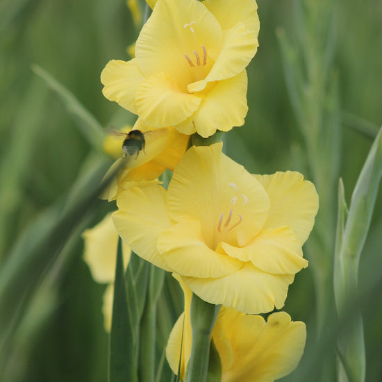 Gladiolus Bananarama Jack the Grower